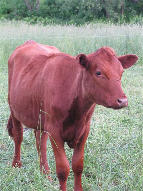 Red cow - Browse 15,603 authentic red cow stock photos, high-res images, and pictures, or explore additional belmont red cow or estonian red cow stock images to find the right photo at the right size and resolution for your project.